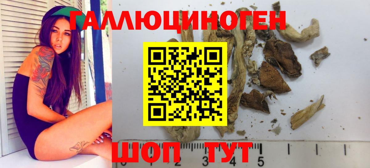 Черногорск  Галлюциногенные грибы Cubensis  цены   Псилоцибиновые грибы Cubensis  Вход с VPN 